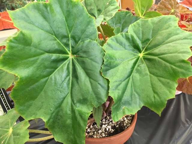B. ‘Shenandoah’